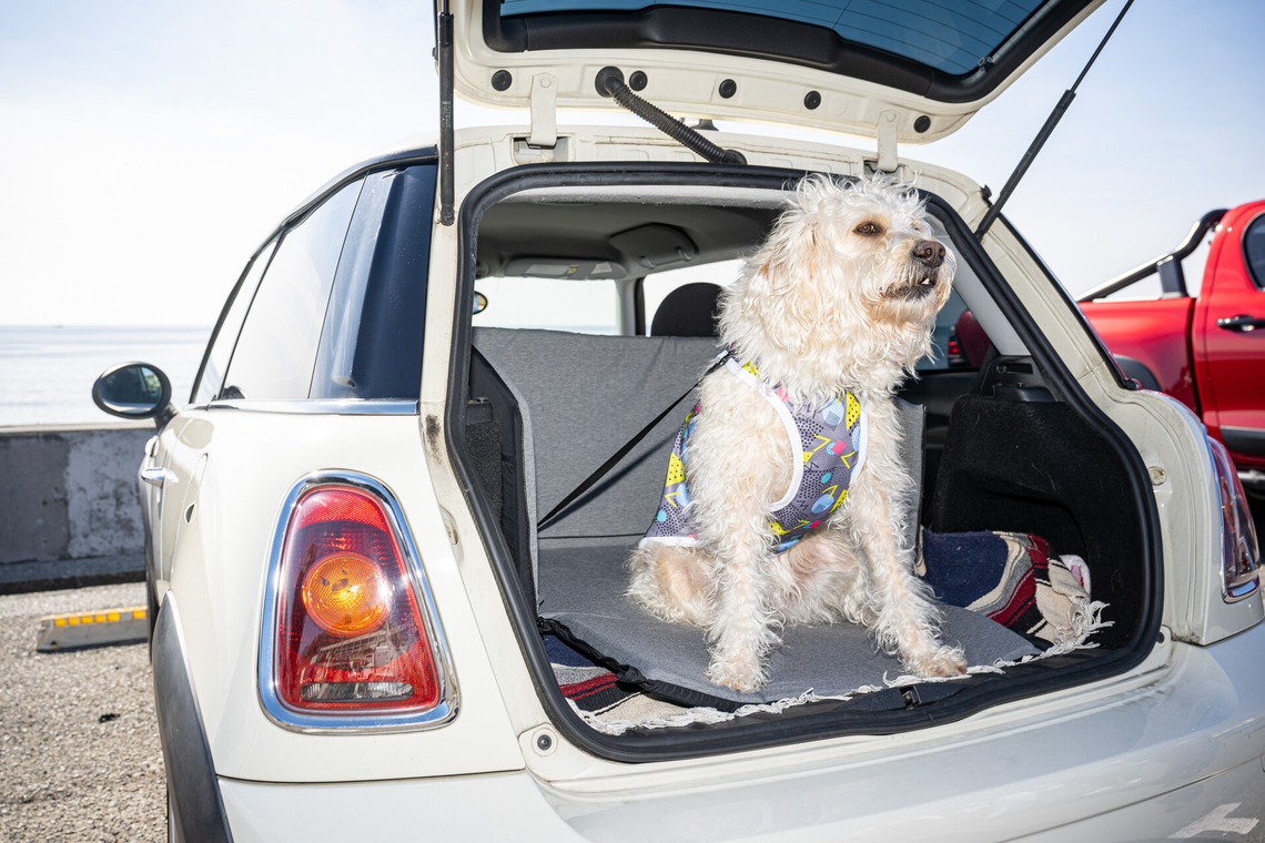 吉田佳央が撮影した「DOG SHOOTING」の写真