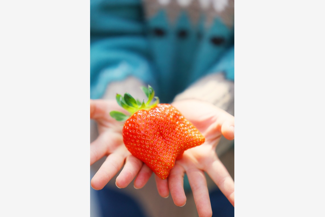 株式会社Neo-Smile 「locationbreeze」高橋 徹が撮影した「かがやきいちご園様（広告撮影）」の写真