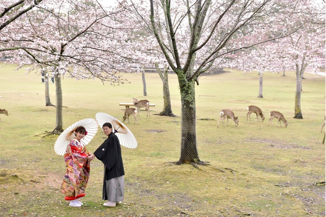 Photo of Pre Weddingphotoshoot in Nara park in the cherry blossom season for foreigners. taken by Kiki photo works