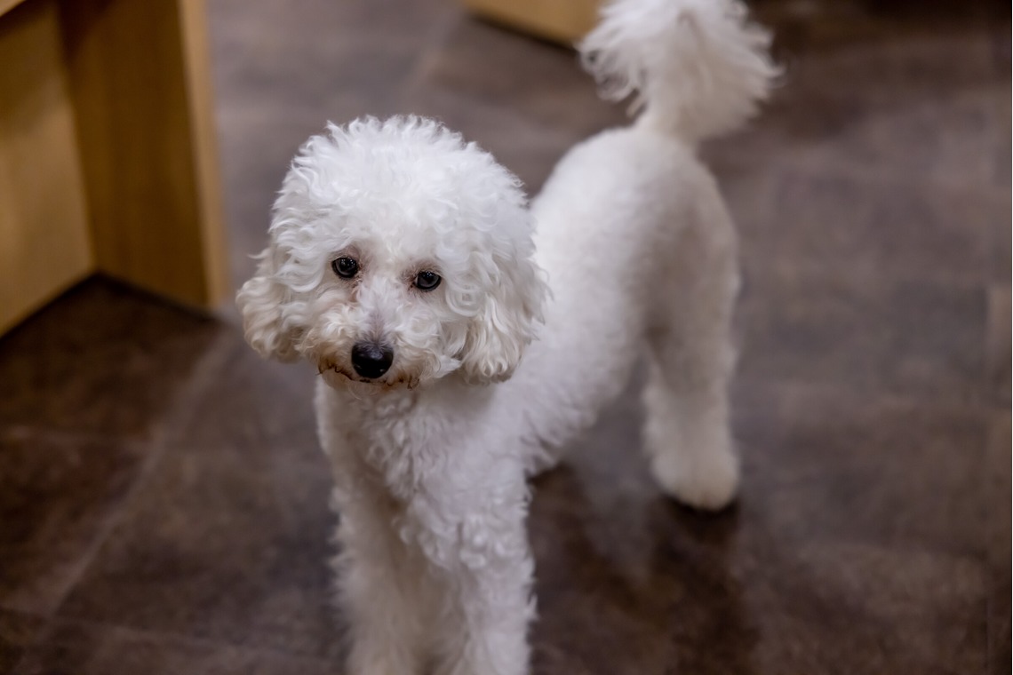 沖山俊樹が撮影した「ペット_20230414_RIO吉祥寺」の写真