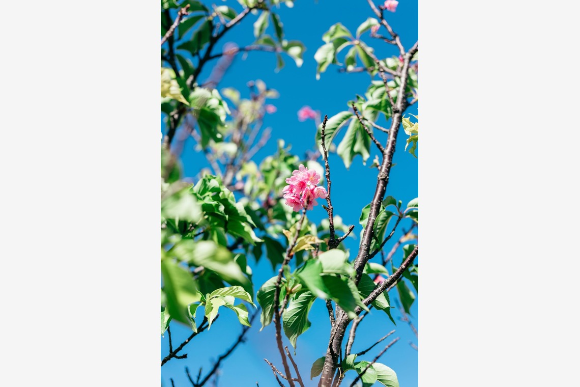 ポートレート沖縄が撮影した「ペット撮影」の写真