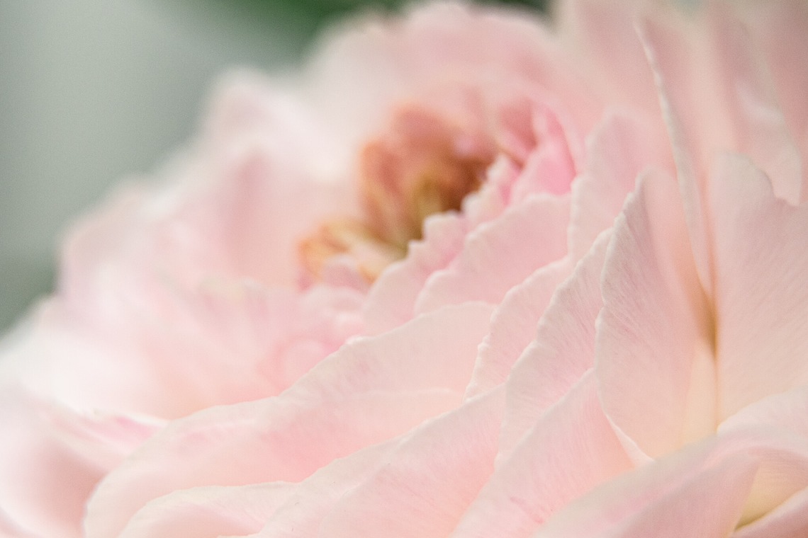 SmileMemoriesPhotoStudioが撮影した「小物・花撮影」の写真