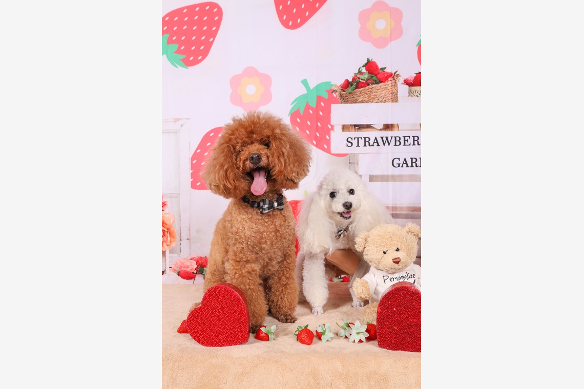 WithshopJapanが撮影した「ペット撮影」の写真