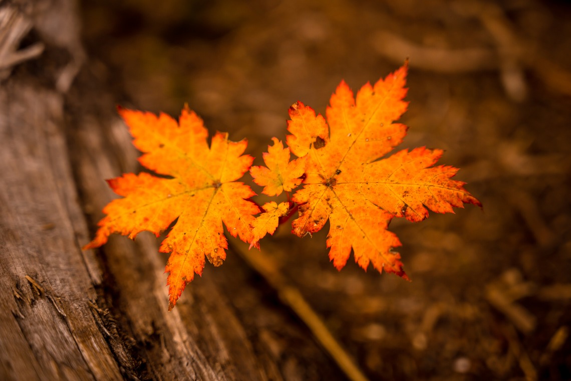 高木勇斗が撮影した「風景　物撮り」の写真