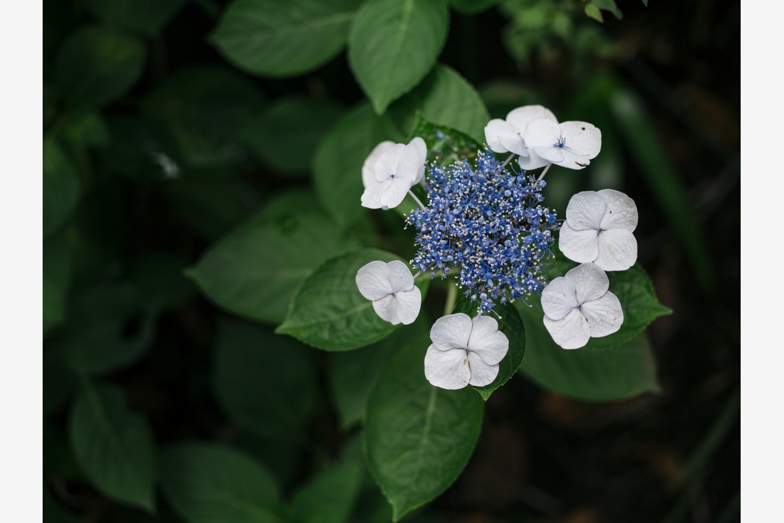 植村由理が撮影した「愛宕神社での挙式と小笠原伯爵邸での披露宴」の写真