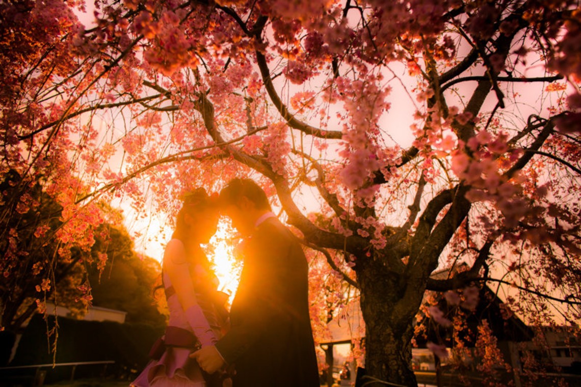 阿部写真館　大阪本町 靭公園前が撮影した写真のアルバム「桜」