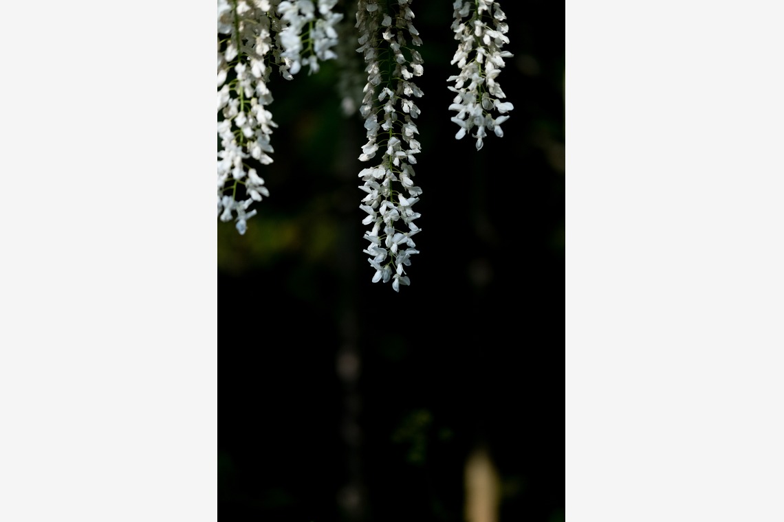 KotobukiPhotosが撮影した「花・植物」の写真
