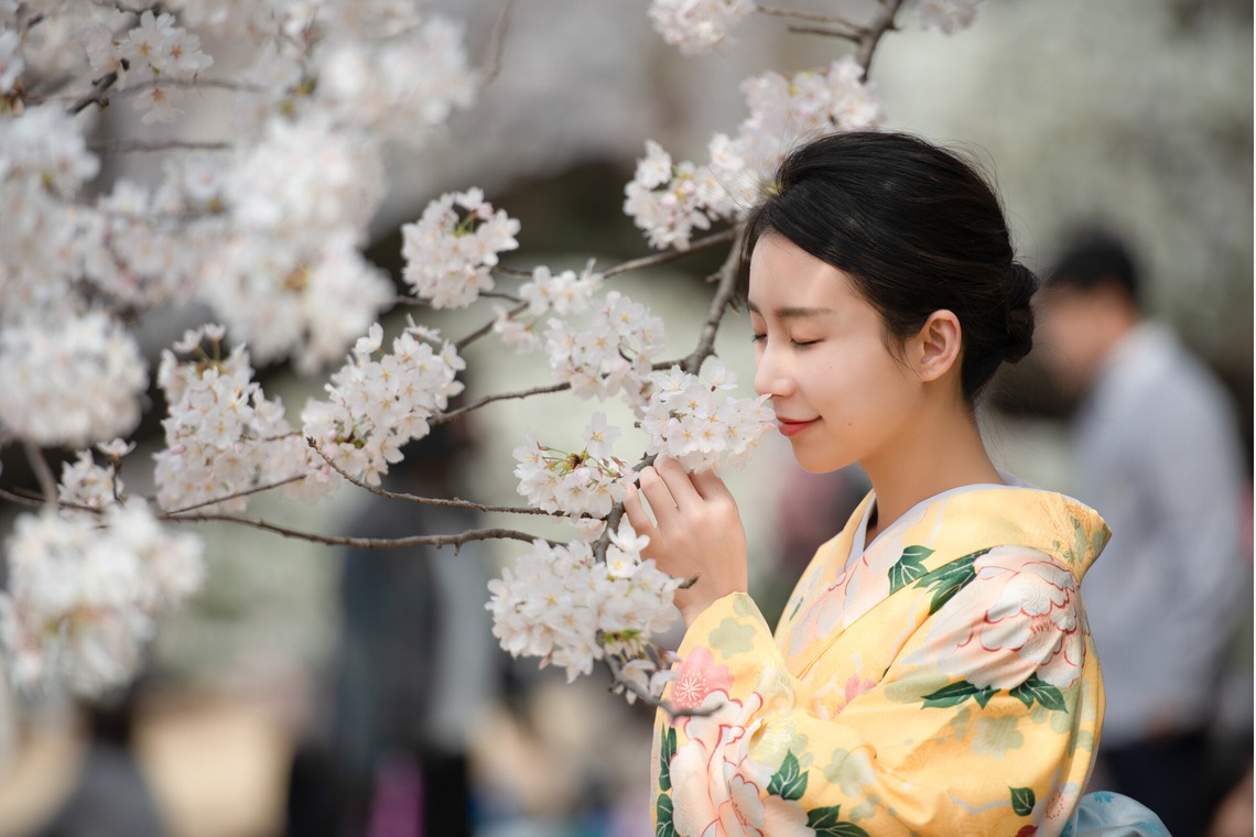 アラタンホヤガが撮影した写真のアルバム「着物撮影　桜」