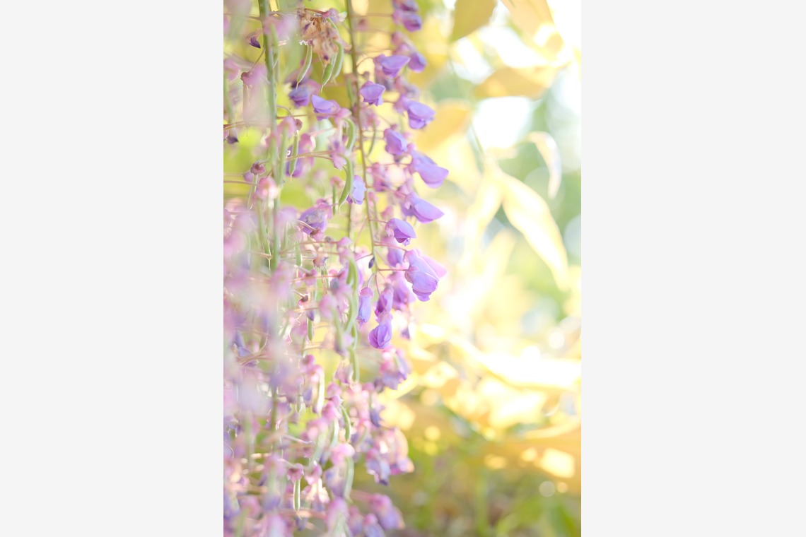 KotobukiPhotosが撮影した「花・植物」の写真