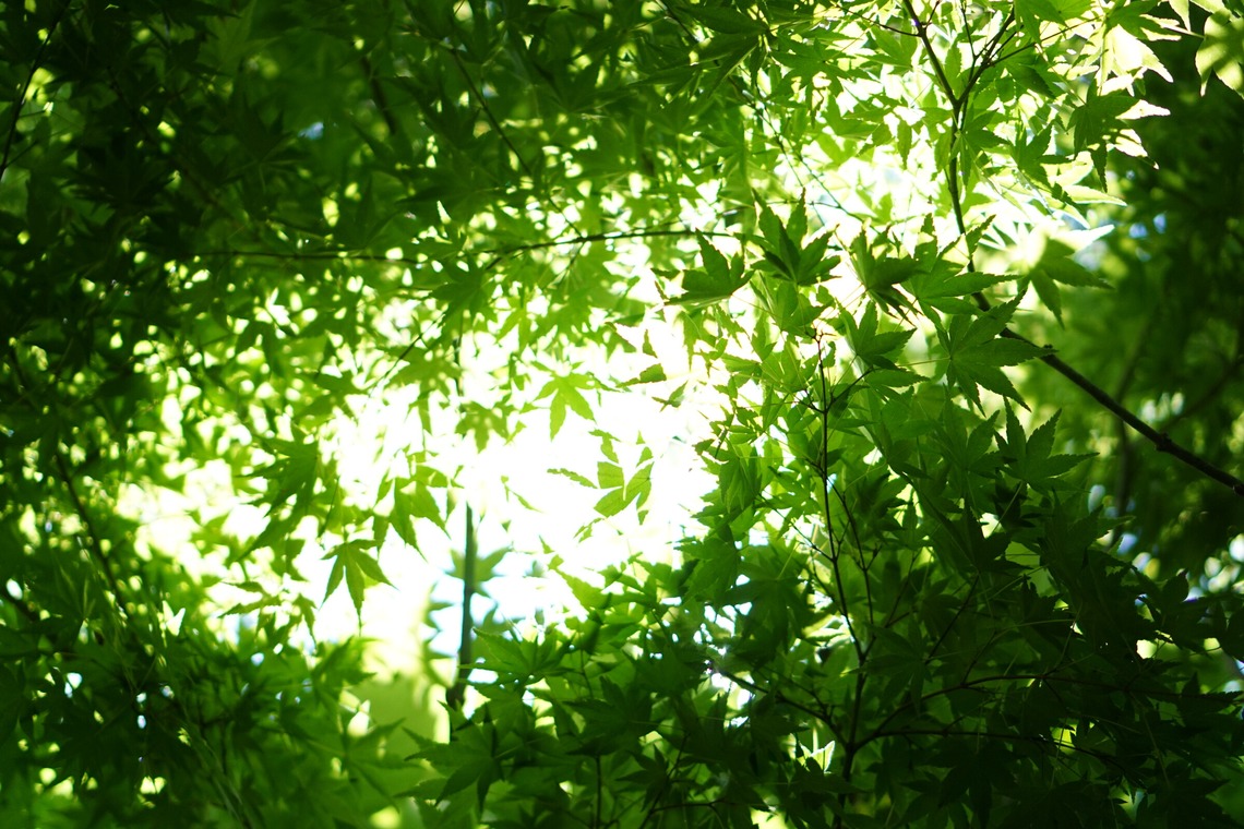 出張撮影のメモリーズが撮影した「nature-アラカルト」の写真