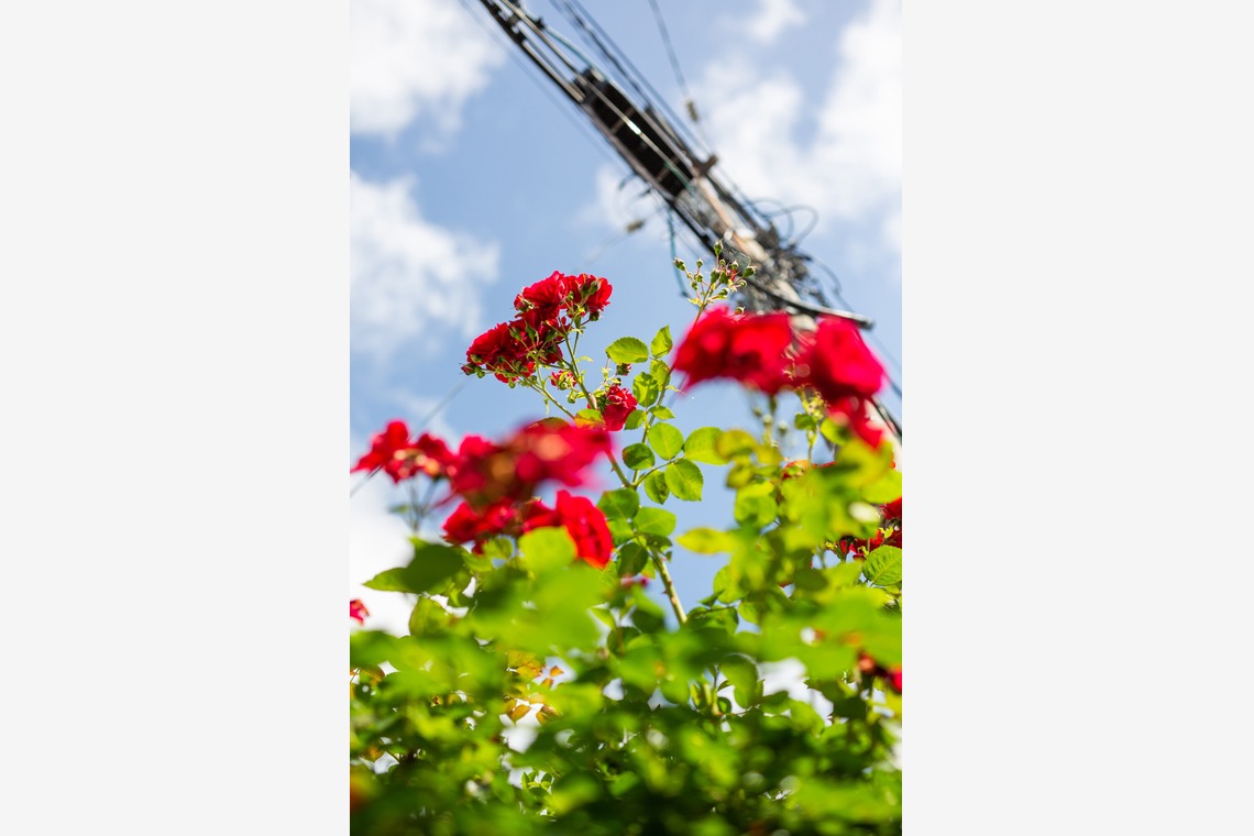 内山慎也が撮影した「植物」の写真
