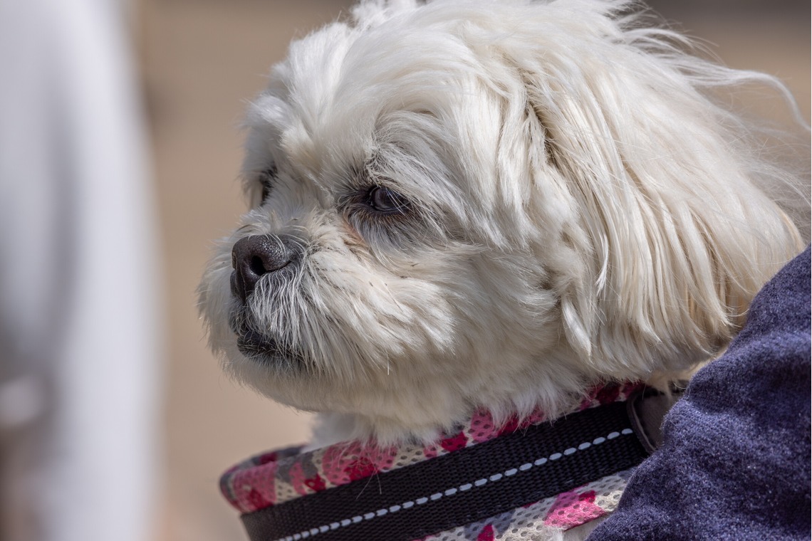 沖山俊樹が撮影した写真のアルバム「ペット_20230330_有明ガーデン」