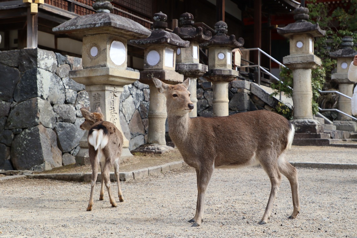 えむあんりみてっどが撮影した「旅先の風景」の写真