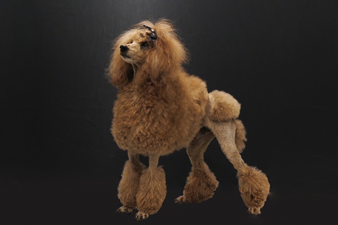 世登理恵が撮影した写真のアルバム「ペット」