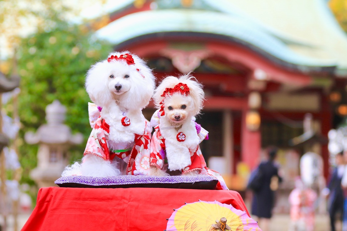 高橋 透（Coo&Sea STUDIO代表）が撮影したエンゲージメントフォトのアルバム「七五三出張撮影＠東京」