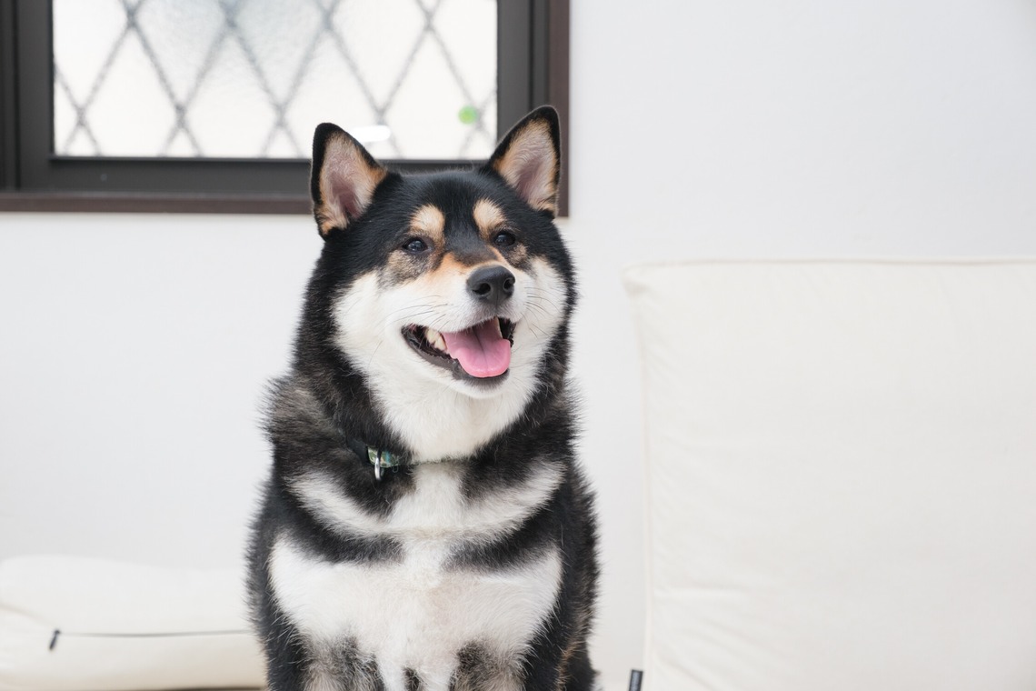 高夏写真店が出張撮影した家族写真(キッズ,ベビーフォト)などが写った「家族写真の撮影」の家族写真