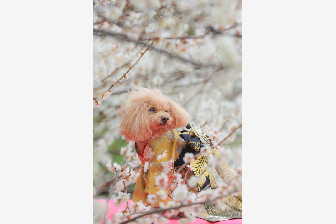 高橋 透（Coo&Sea STUDIO代表）が撮影した「梅de撮影会＠小田原」の写真