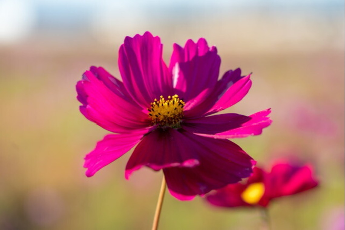 堀田佳資が撮影した「風景」の写真