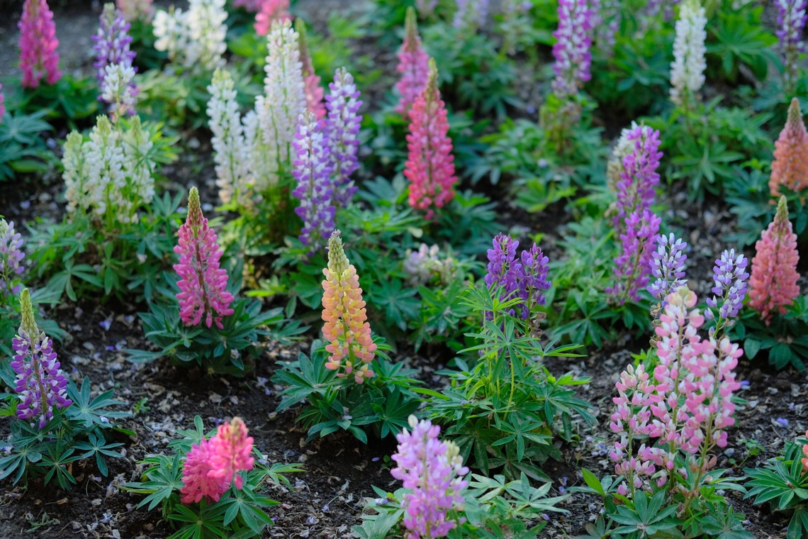 KotobukiPhotosが撮影した「花・植物」の写真