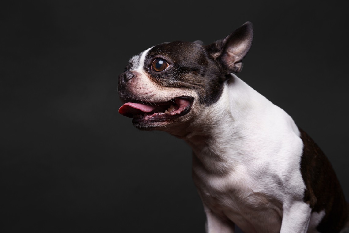 KasaiFilmsが撮影した写真のアルバム「ペット撮影」