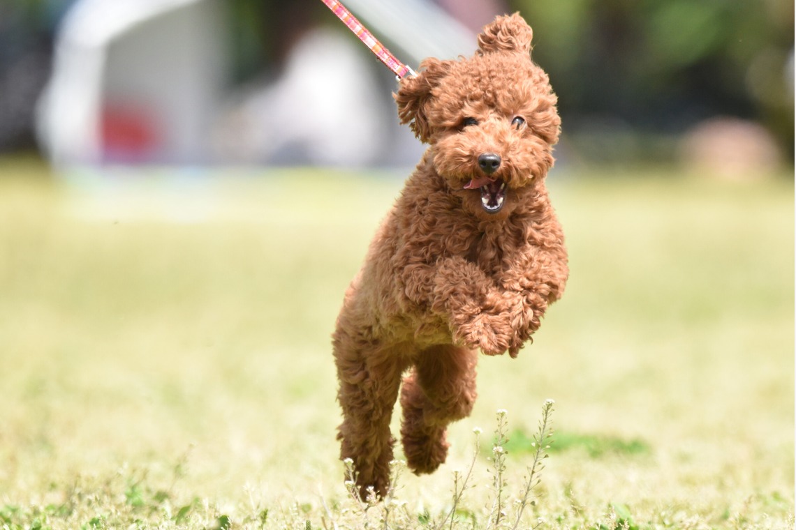 大熊和輝が撮影した「ペット撮影」の写真
