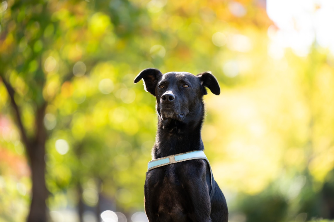 KOGA写真が撮影した「犬・わんこ撮影」の写真
