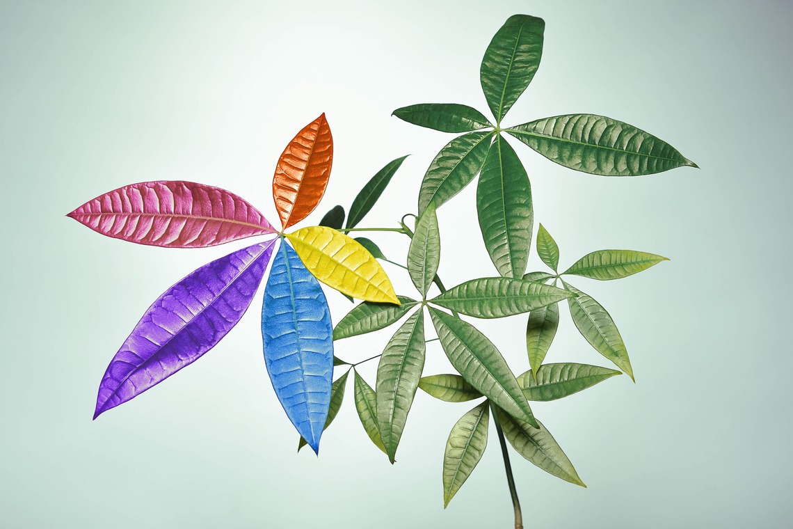 スタジオ11が撮影した写真のアルバム「様々な料理写真」