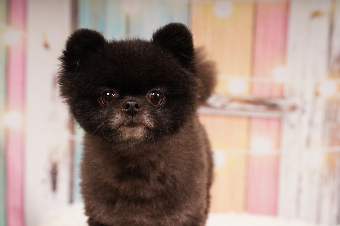 スタジオ　まるが出張撮影した家族写真(キッズ,ベビーフォト)などが写った「ペット撮影」の家族写真