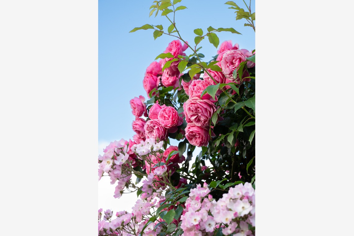 オフィス 芦野が撮影した「番外編（自宅）」の写真