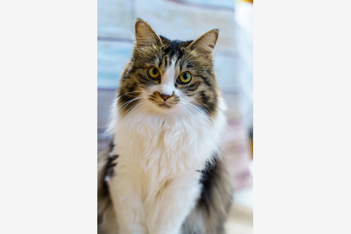 Naoki Okadaが撮影した「ペット撮影」の写真