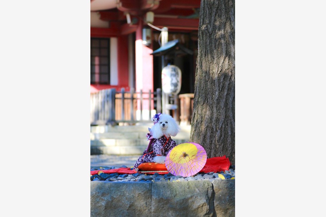 高橋 透（Coo&Sea STUDIO代表）が撮影したエンゲージメントフォトのアルバム「七五三出張撮影＠東京」