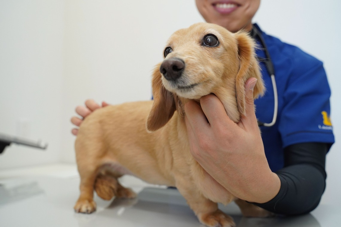 出張撮影くろめっとが撮影した写真のアルバム「動物病院例」
