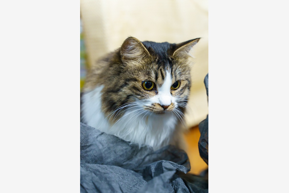 Naoki Okadaが撮影した「ペット撮影」の写真