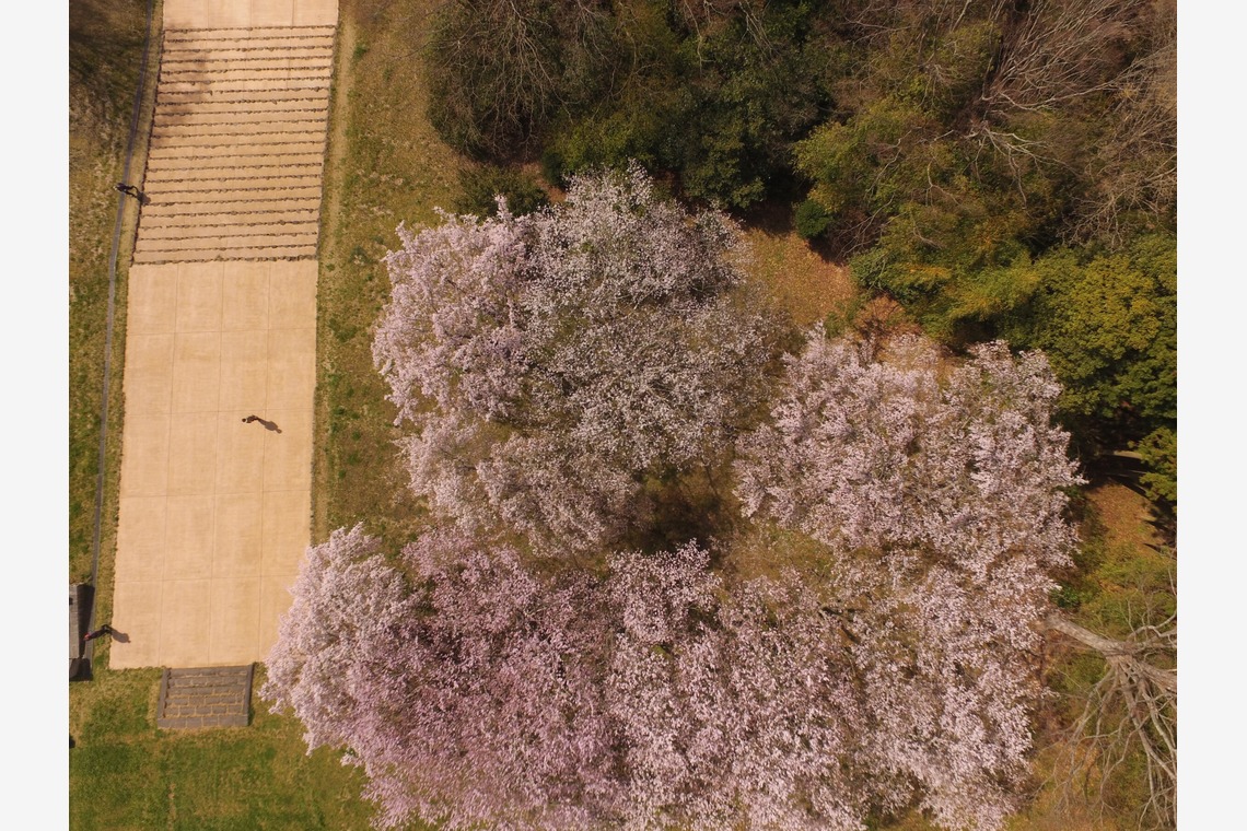 アナハイムエレクトロニクスが撮影した「桜イベント会場ロケハン」の写真