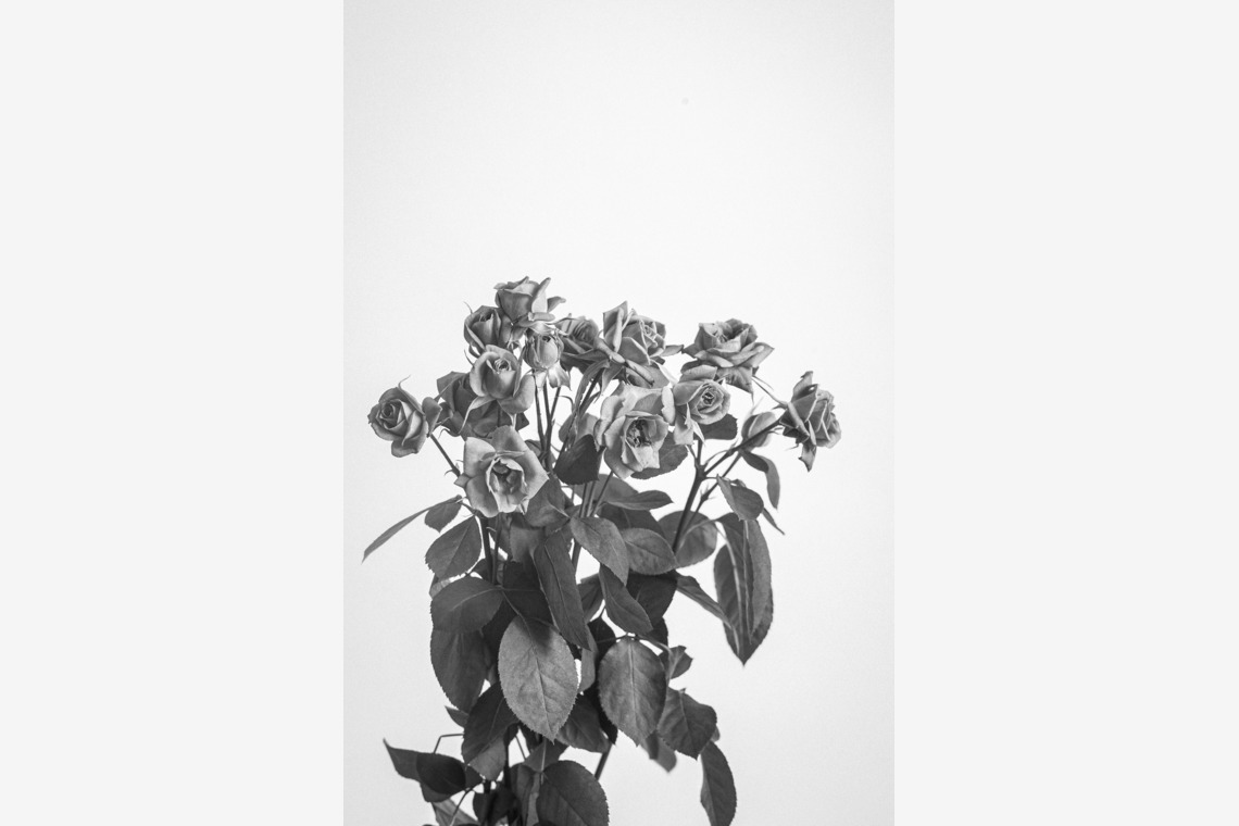 NOJYO高木俊幸写真事務所が撮影した写真のアルバム「花」