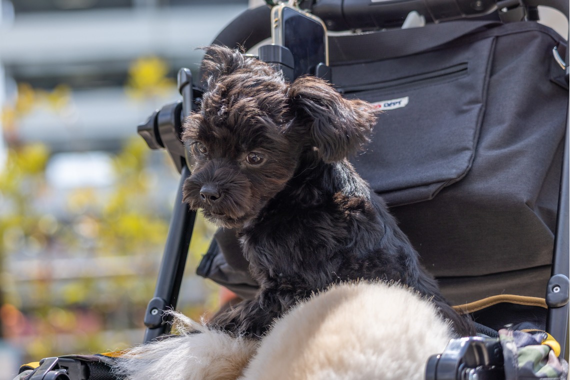沖山俊樹が撮影した写真のアルバム「ペット_20230330_有明ガーデン」