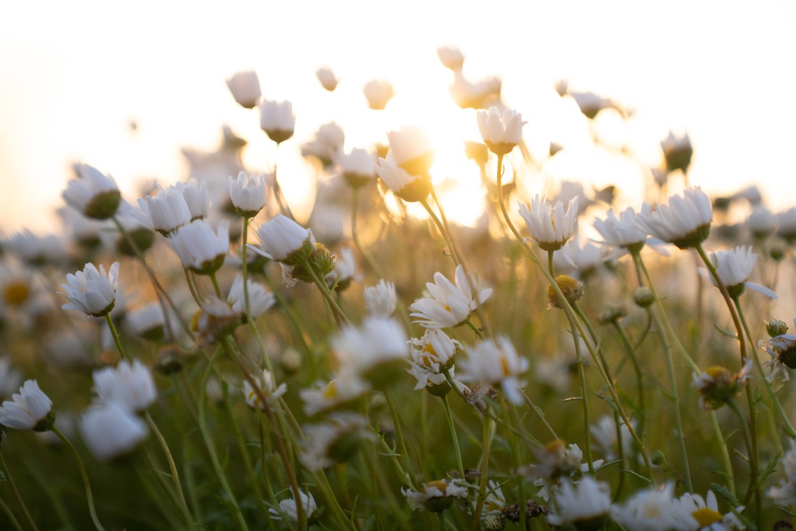 ハネムーンアベニューが撮影した写真のアルバム「審査用 （物）」
