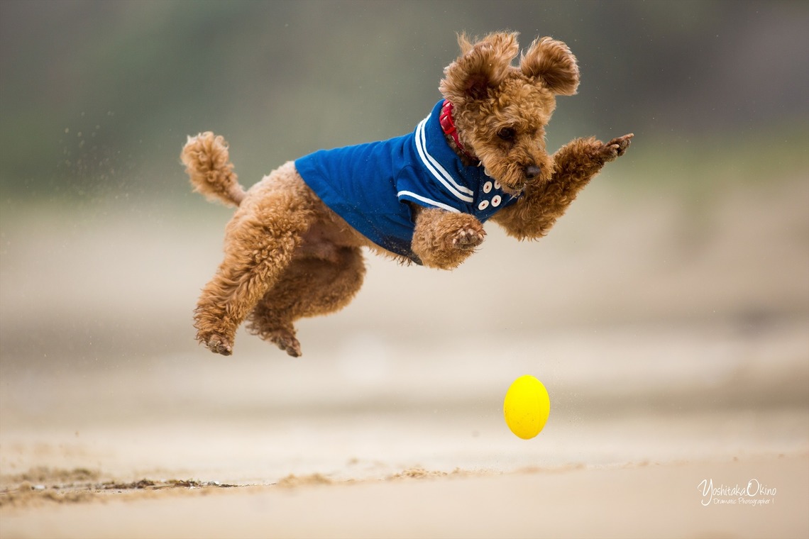 写楽堂が撮影した写真のアルバム「ペット」