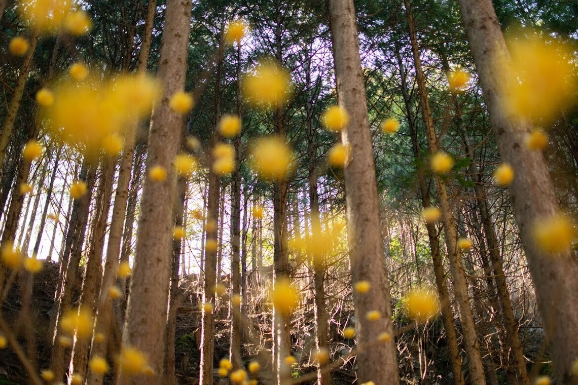 小野友輔が撮影した「山の写真」の写真