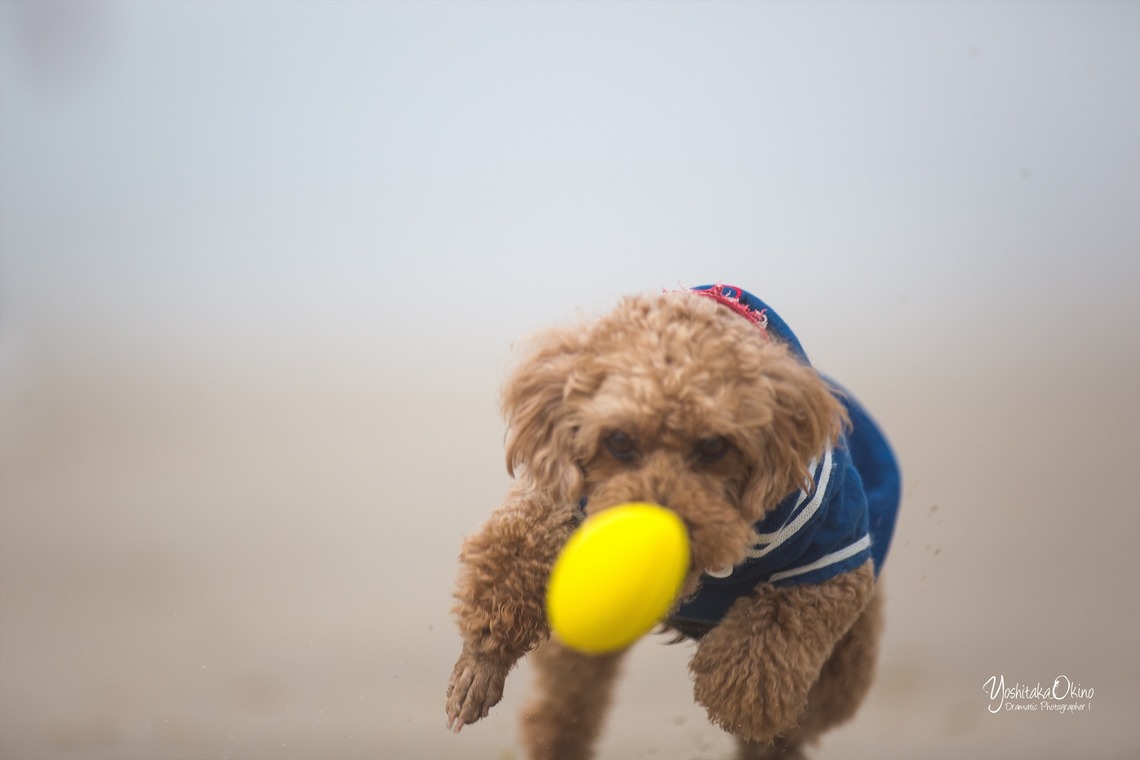 写楽堂が撮影した写真のアルバム「ペット」
