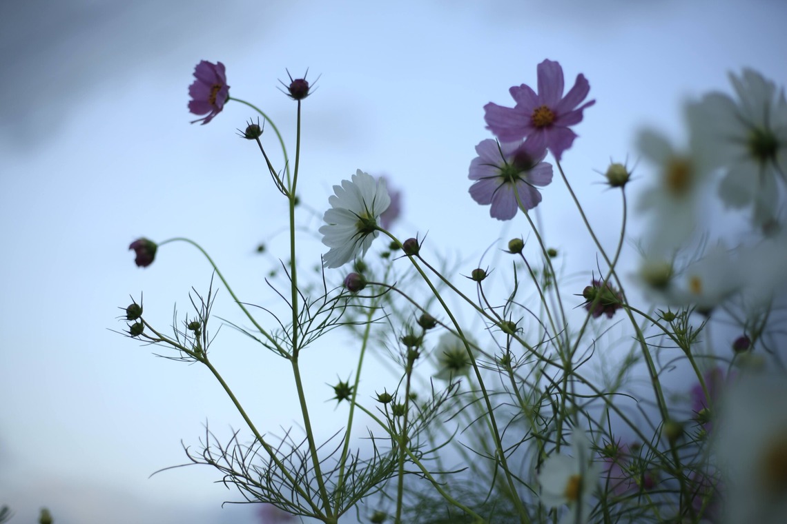 写真屋gonree　阿波根里恵が撮影した「風景写真（コスモス）」の写真