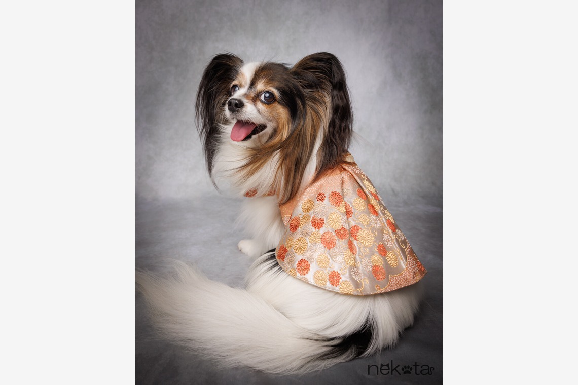 猫田晃広が撮影した「わんちゃん撮影」の写真