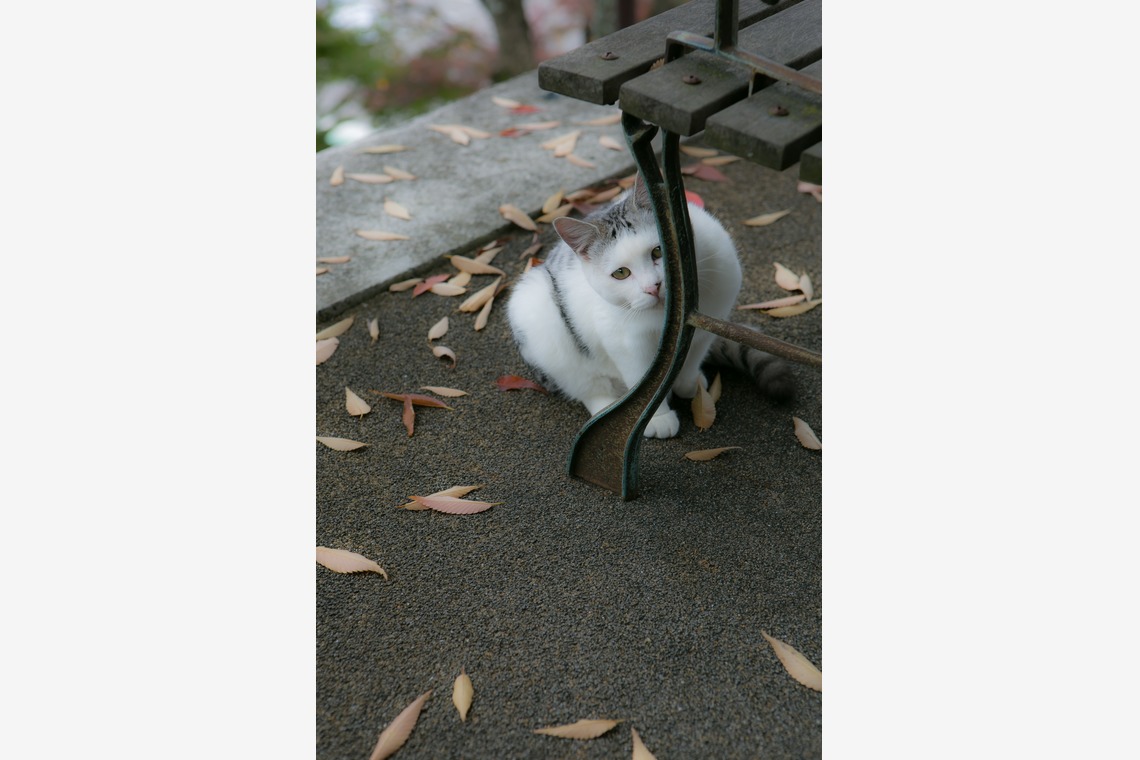 堀勝志古写真事務所が撮影した「pet」の写真