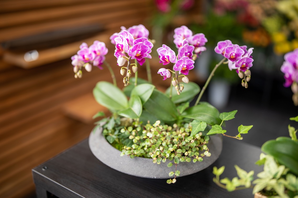 岩坪眞一郎が撮影した「商品または作品」の写真