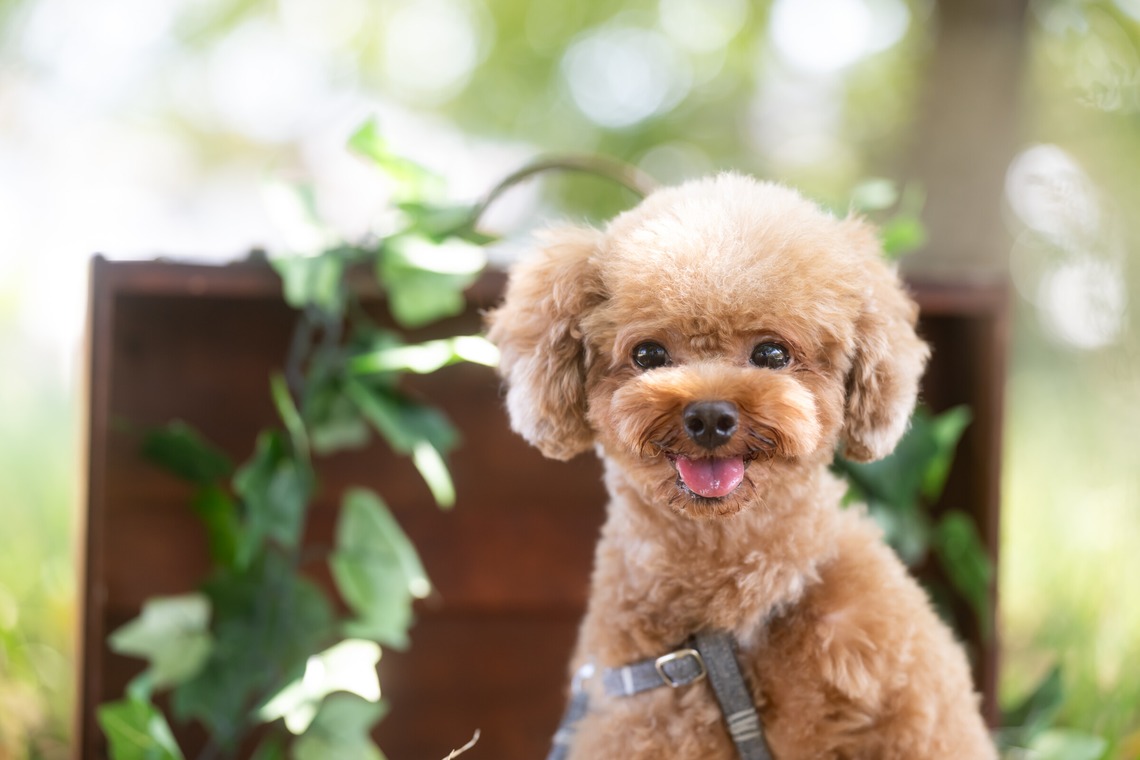 KOGA写真が撮影した「犬・わんこ撮影」の写真