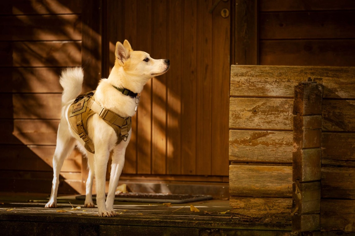 梅田　紫邑が撮影した「ドッグフォト」の写真