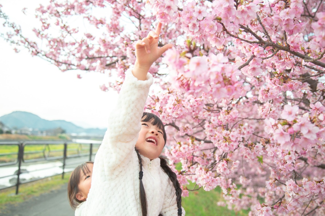 ゆのみふぉとが出張撮影した家族写真(キッズ,ベビーフォト)などが写った「桜とお写真」の家族写真
