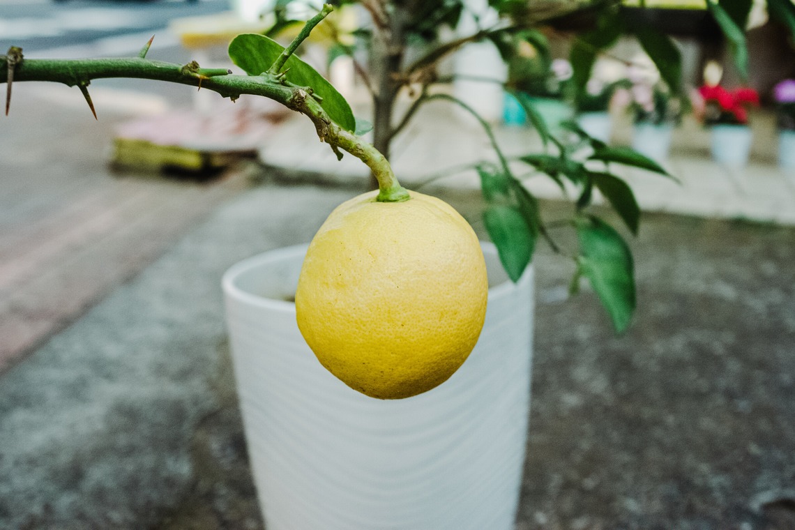 MIFUNEが撮影した「ポートフォリオ_1」の写真