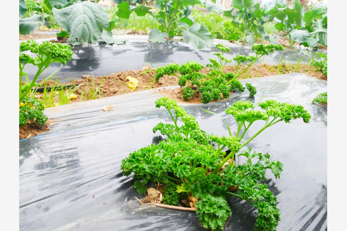 ant10.が撮影した写真のアルバム「農家」