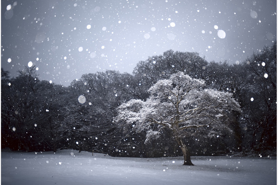 Studio Serowが撮影した写真のアルバム「自然・動物」